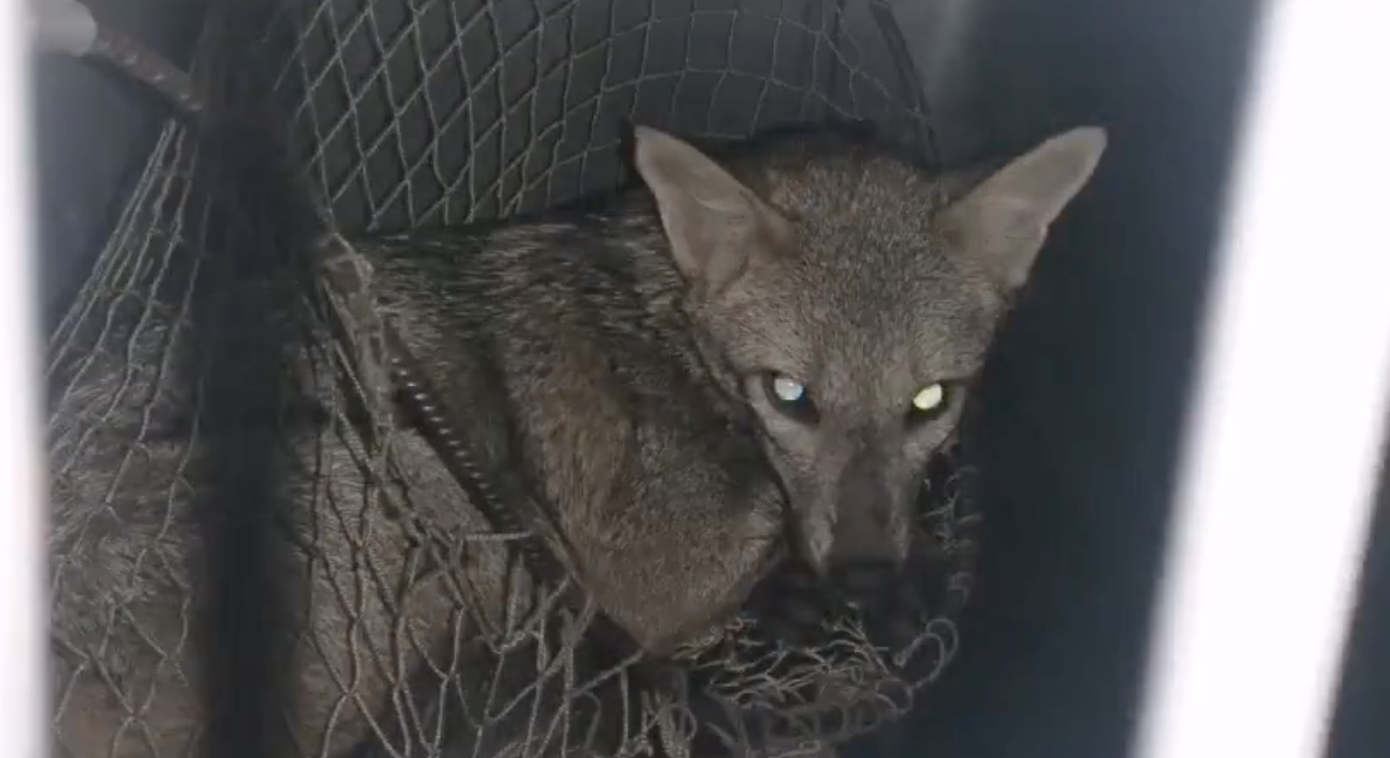Boa gigante y zorro cañero fueron rescatados para ser devueltos a su hábitat en Cali