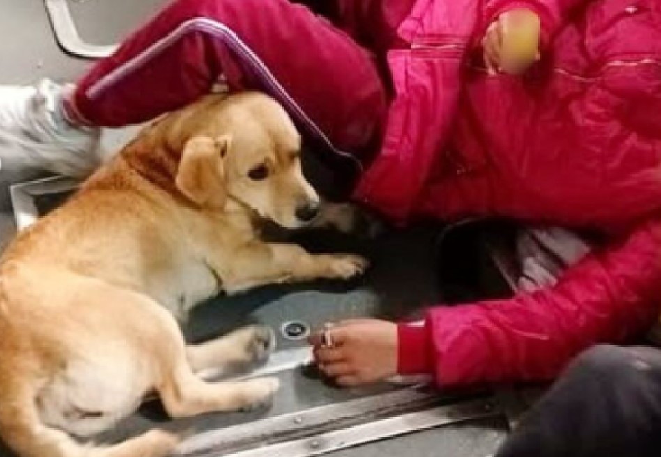 Denuncian el uso de perros y gatos para pedir dinero en TransMilenio en Bogotá