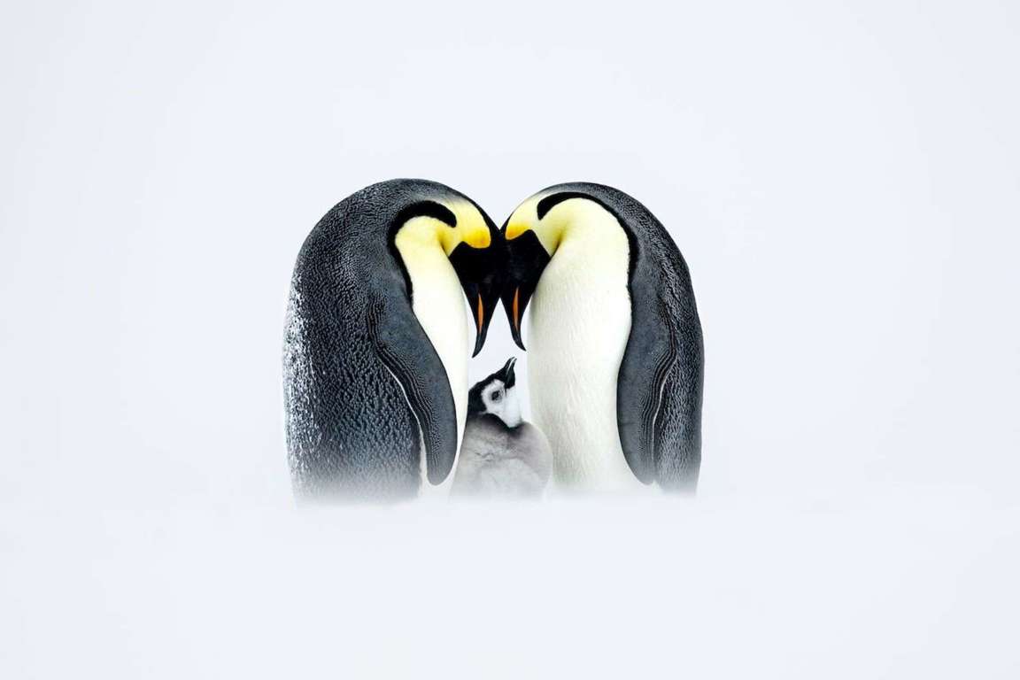 ¿Qué hacen los pingüinos cuando se “enamoran”?