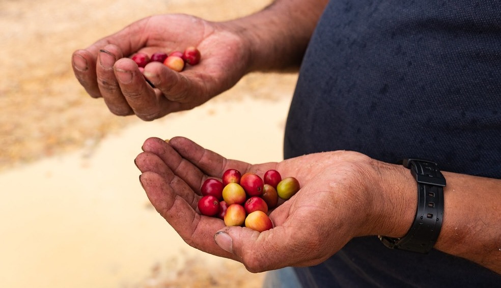 Excombatientes en Cauca se formarán en producción y transformación café