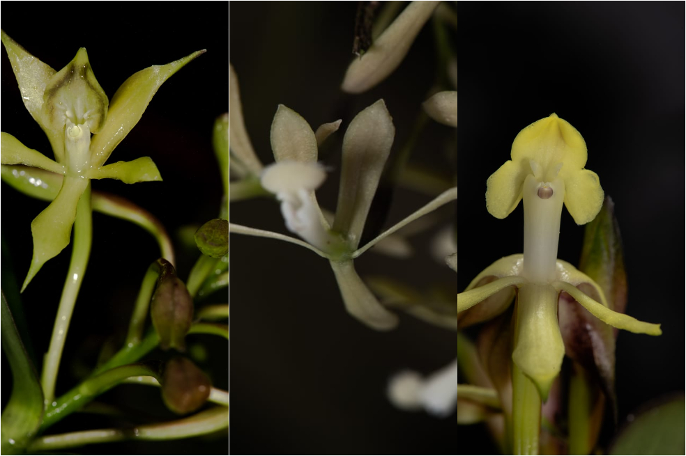 Descubren tres nuevas especies de orquídeas en dos Parques Nacionales Naturales