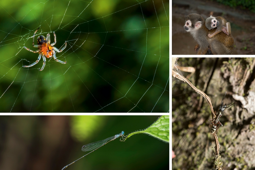 Poniéndole la lupa a la biodiversidad del país