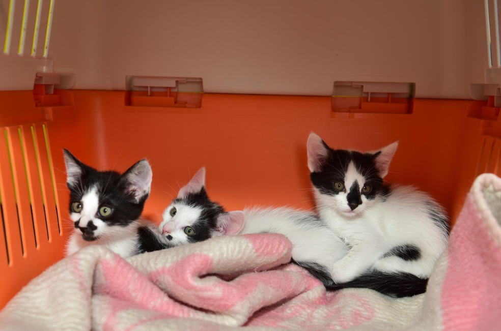 Siete animales encontraron hogar en jornada de adopción en Manizales