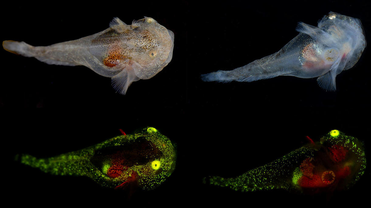 Científicos documentan una especie de pez biofluorescente en el Ártico
