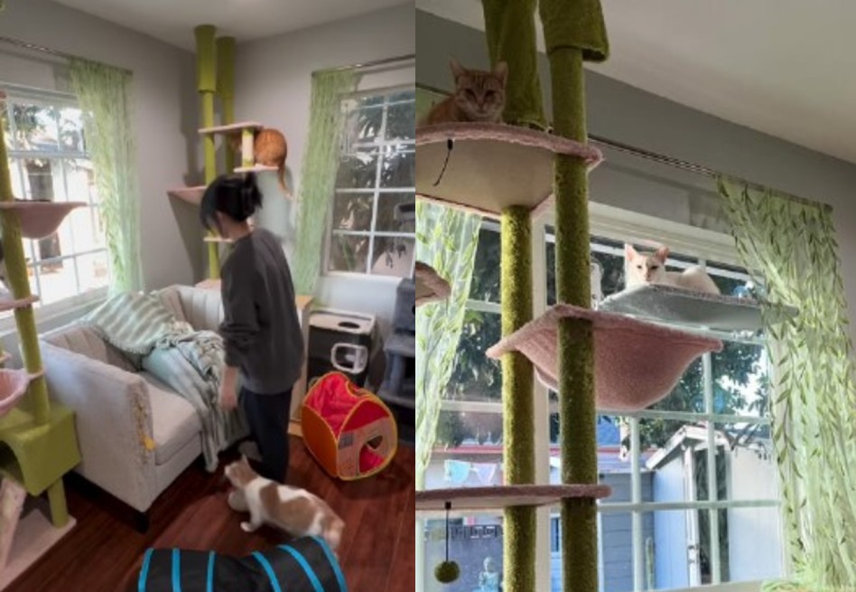 “Nuestra casa está llena de amor”: la rutina diaria de una rescatista animal