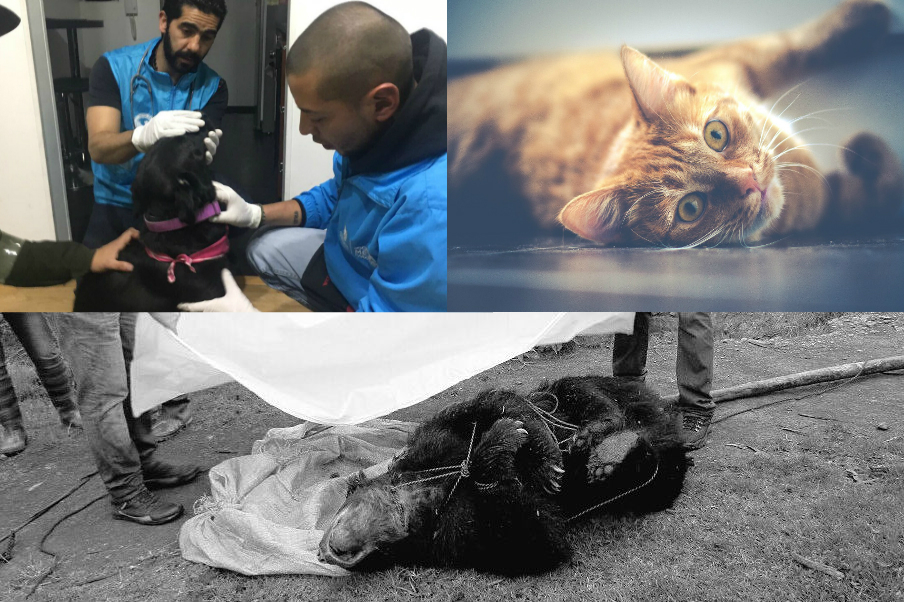 En imágenes: Cuando los animales pagan por la barbarie humana