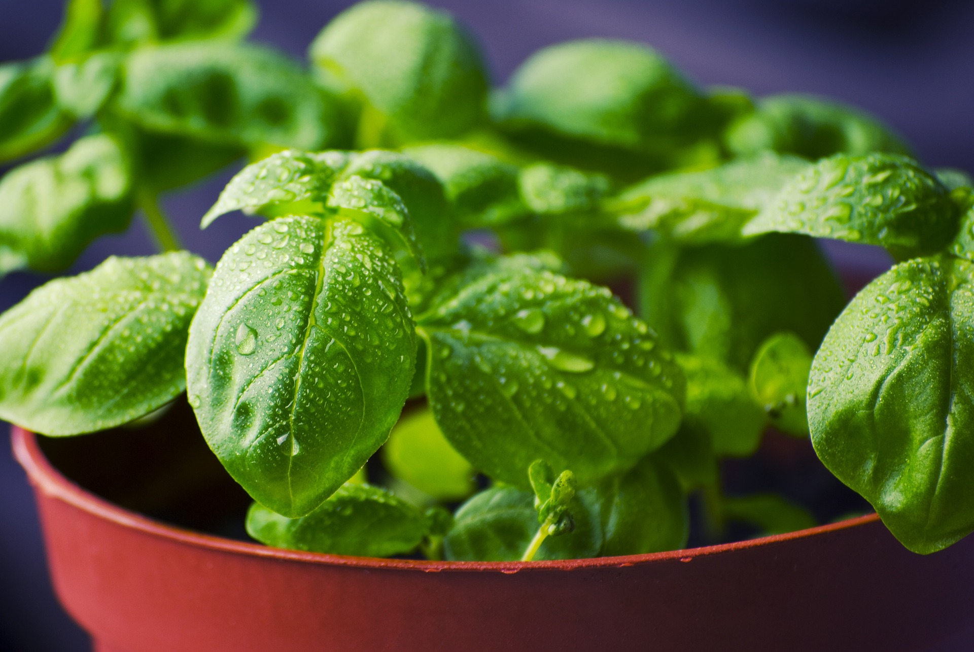 ¿Cucarachas en casa? Estas plantas pueden ayudarle a ahuyentarlas