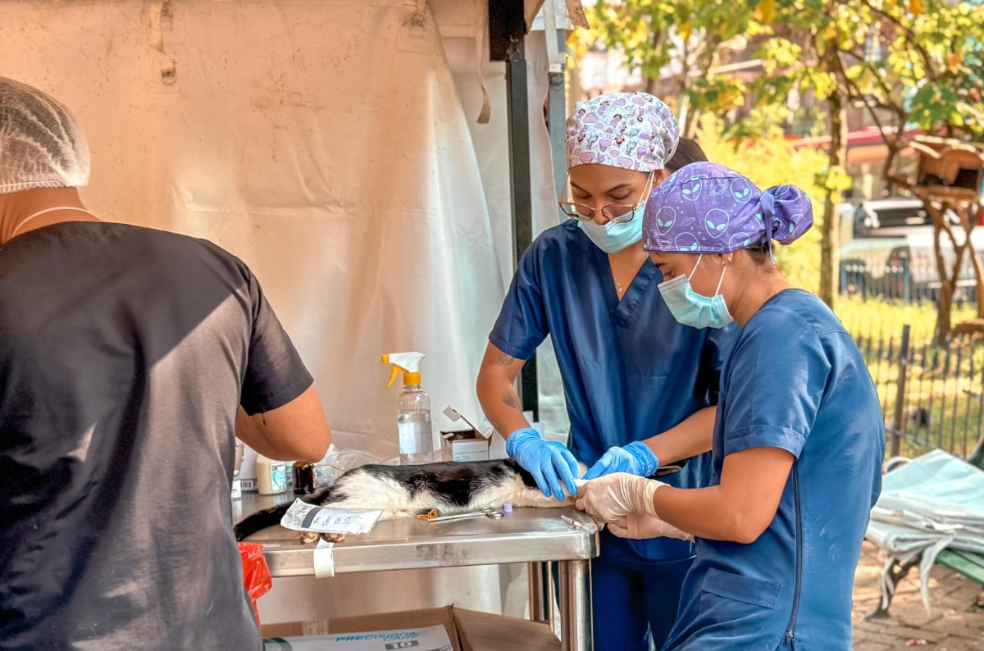 Jornada de esterilización en Medellín