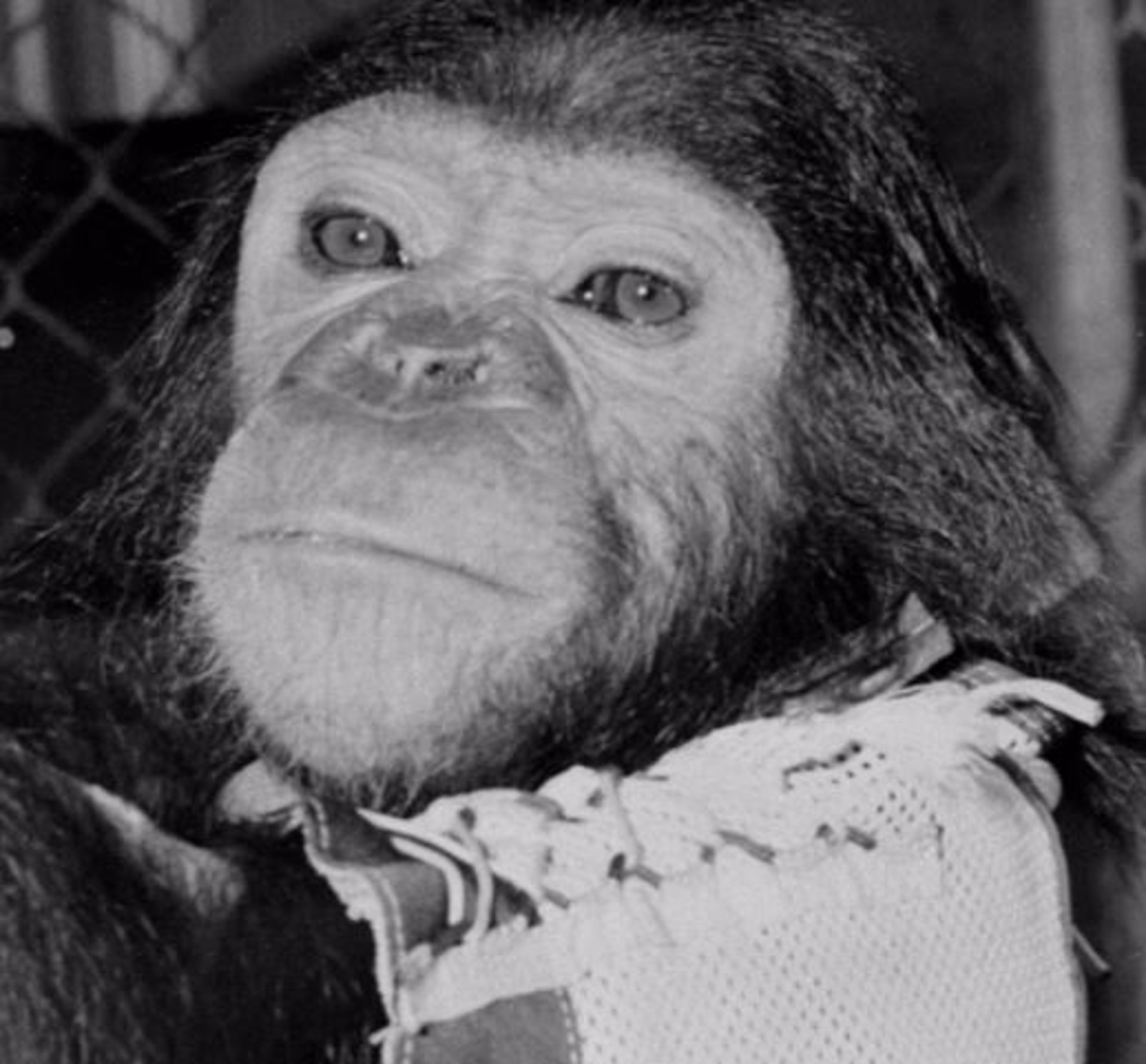 Se cumplen 60 años del viaje de Enos, el chimpancé que fue lanzado al espacio