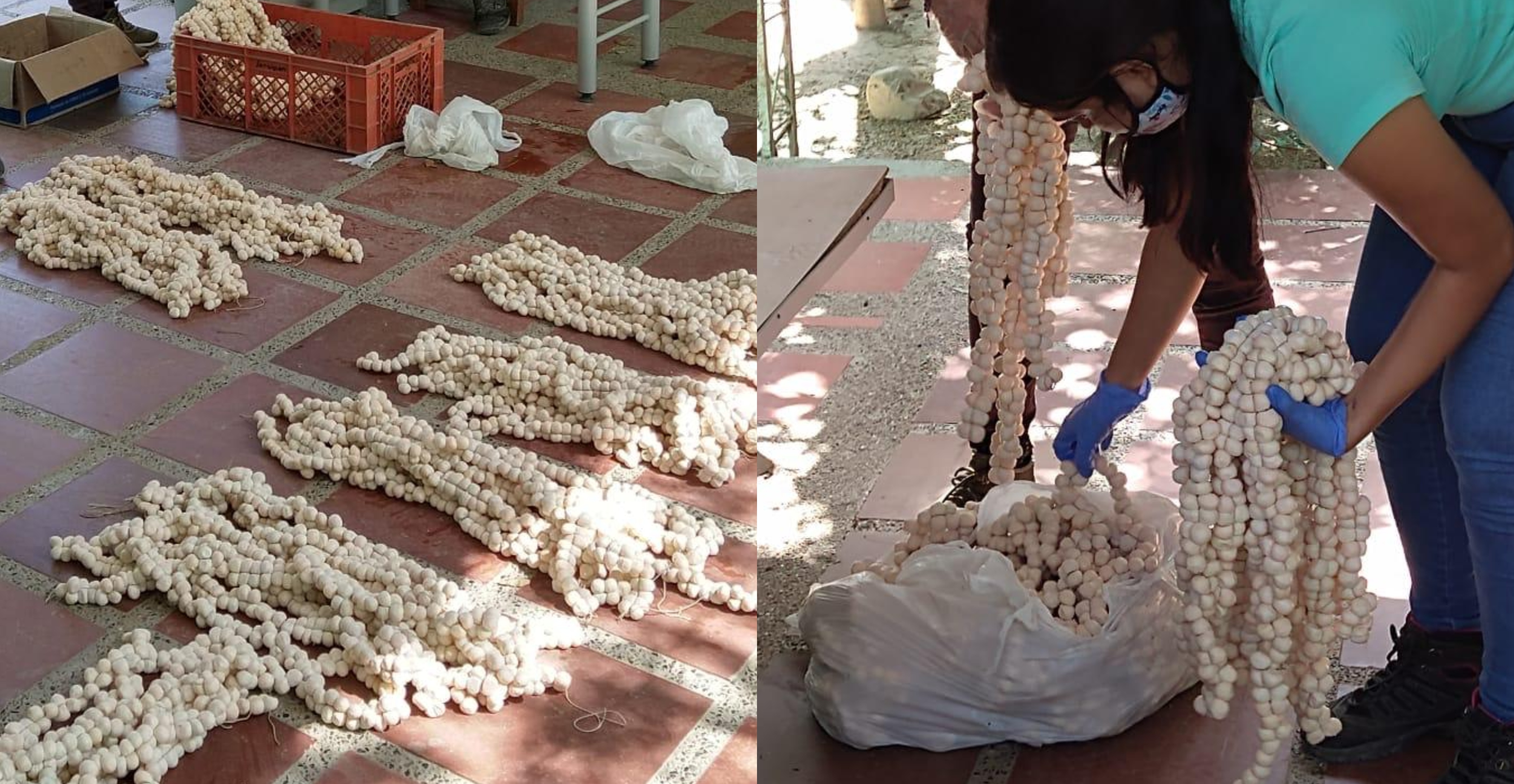 El viacrucis de los reptiles ya empezó en la región Caribe. En los últimos días han sido decomisados miles de huevos de iguana en Magdalena y Bolívar.