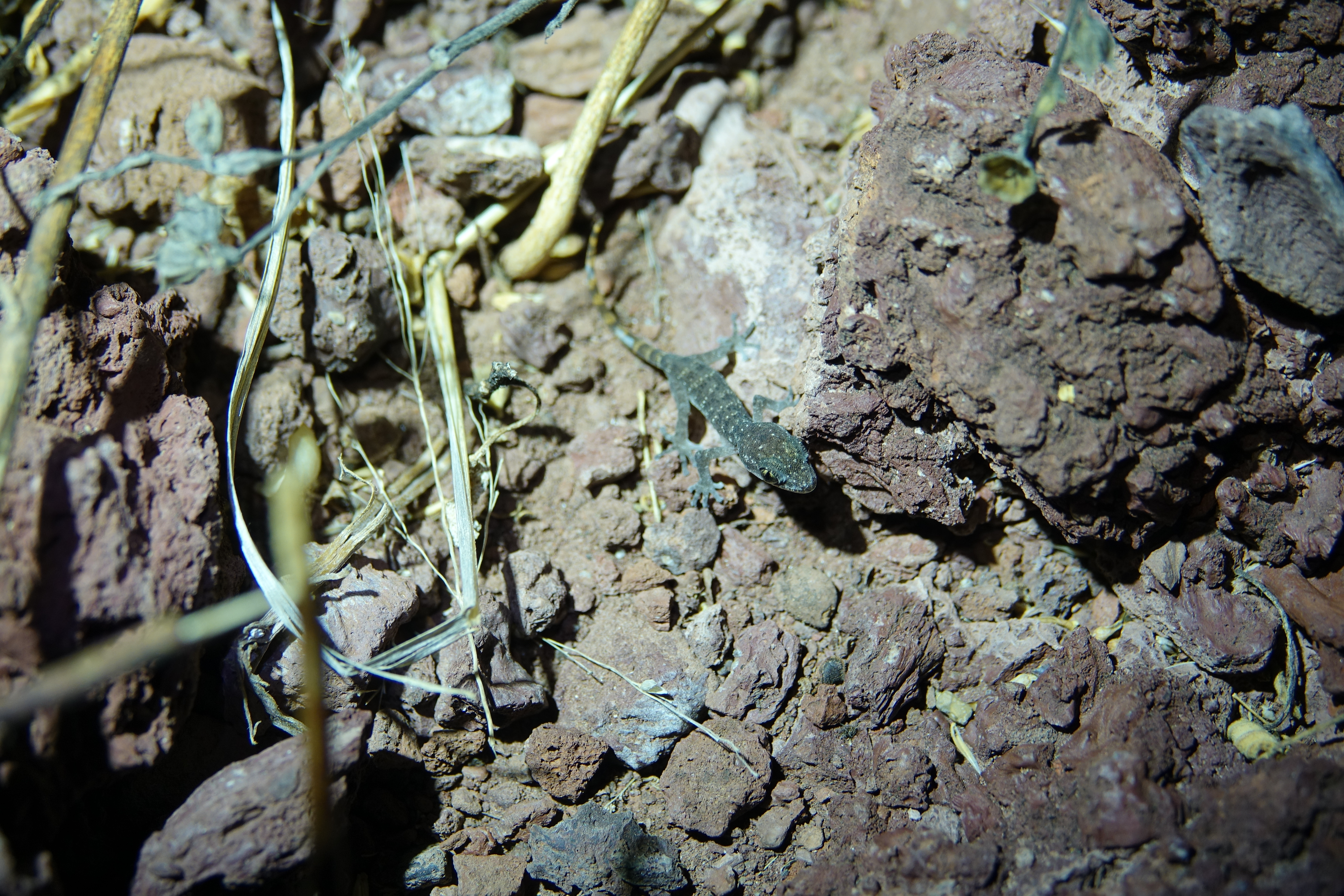 Gecko de dedos con hojas (Phyllodactylus maresi).