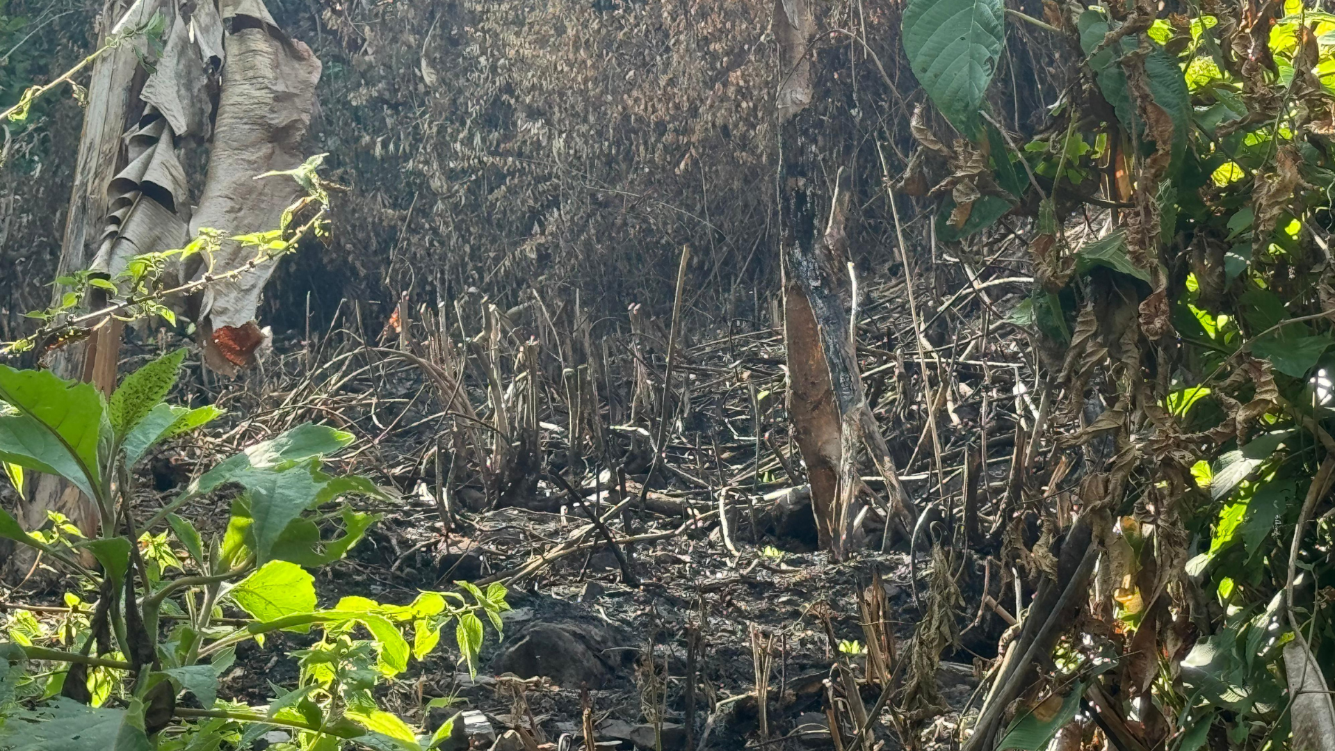 CAR impuso medida a predio en Cundinamarca por malas prácticas ambientales