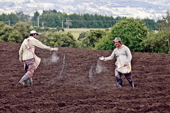 Plan para renovar 250.000 hectáreas anuales de cultivos básicos