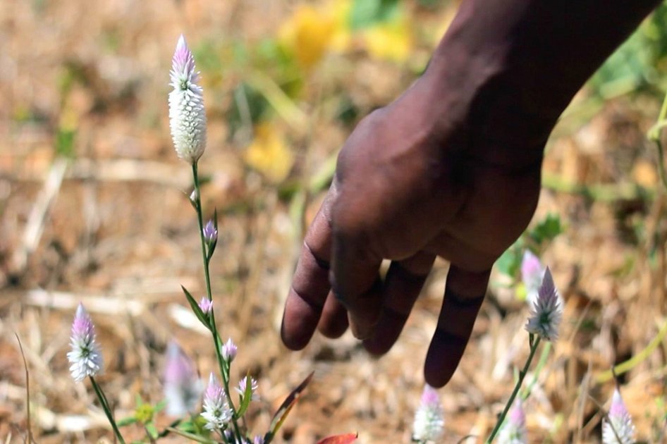 Líderes indígenas piden legalizar sus tierras en la COP13