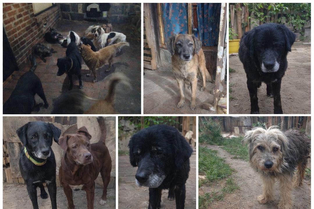 Refugio con más de 70 animales, muchos viejitos y enfermos, pide apoyo por falta de recursos