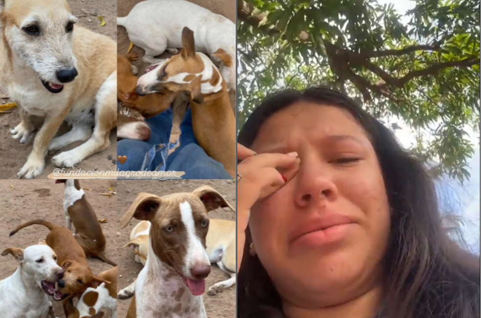 Exigen justicia por la muerte de tres perros atacados cruelmente en un refugio
