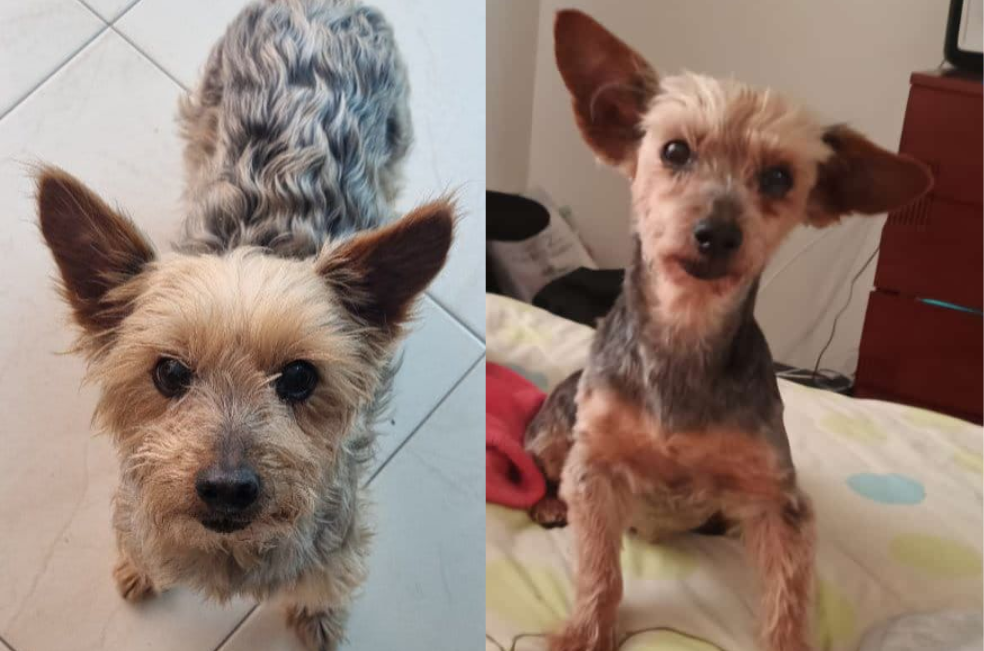Max, un perro con demencia senil, necesita regresar a casa: ¿lo ha visto?
