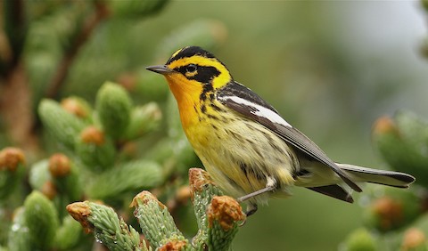 Día mundial de aves migratorias: 50 especies cruzan por el Valle de Aburrá al año