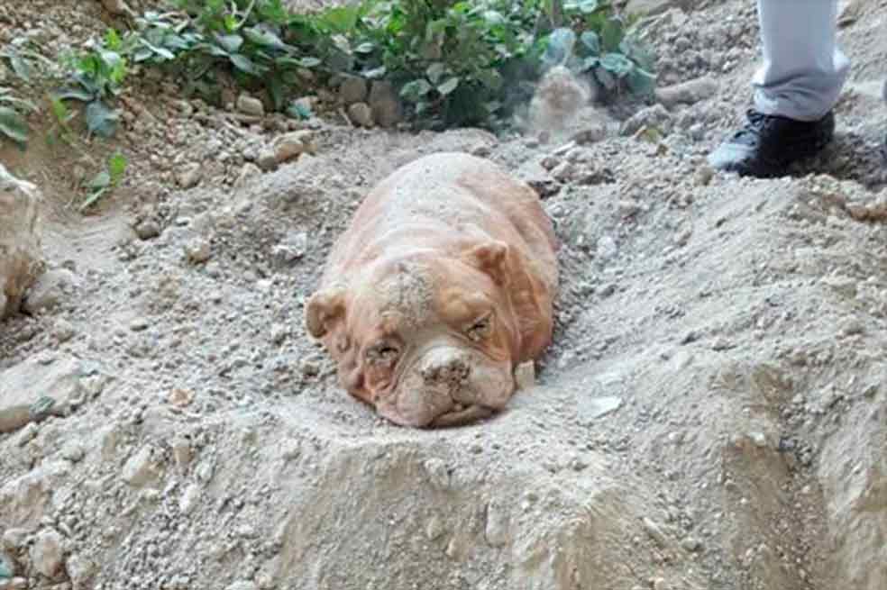 Piden máxima pena para hombre que enterró viva a esta perrita