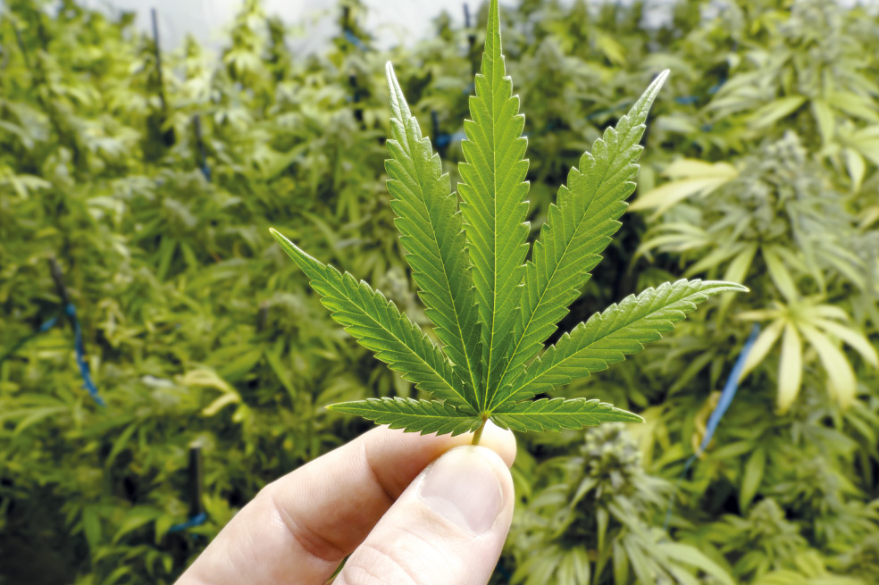 Perú aprueba uso medicinal de la marihuana