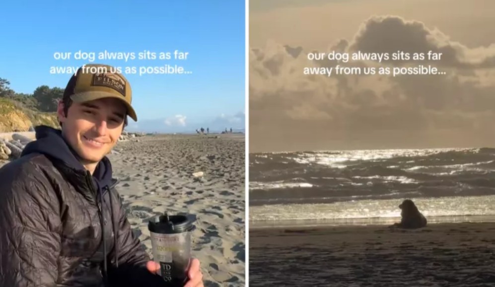 Perrita sorprende a sus dueños con su decisión de estar sola en la playa (video)