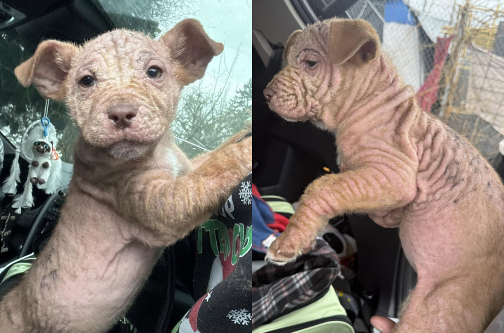 Rescatan a una cachorra sin pelo y llena de rayones: ya encontró un nuevo hogar