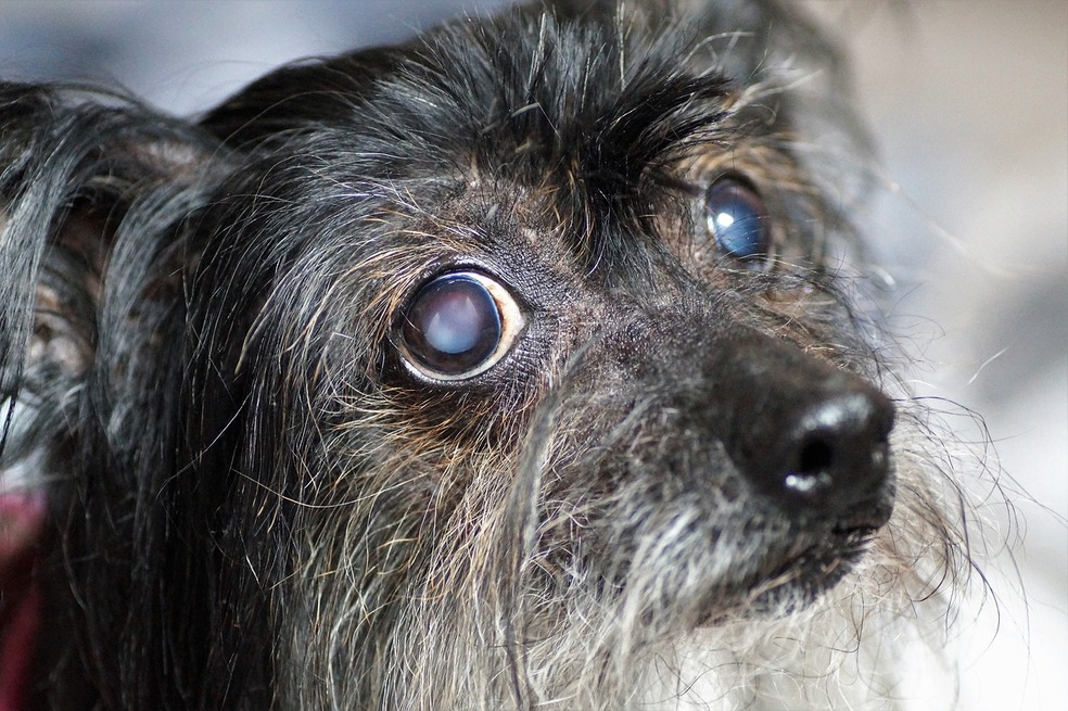 ¿A qué edad los perros empiezan a perder la visión?