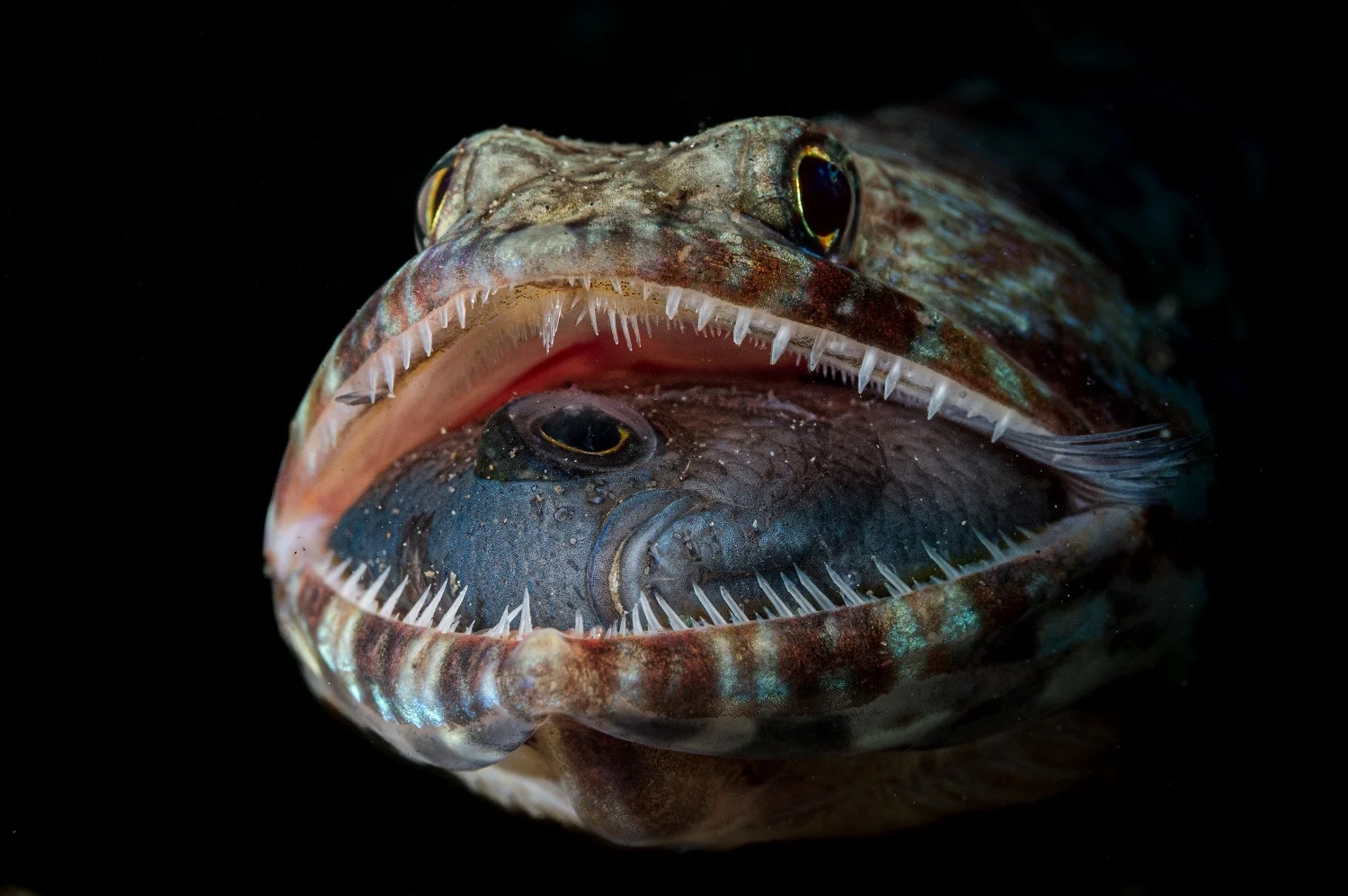 Fotografía ganadora del concurso Fotógrafo oceánico del año 2023.