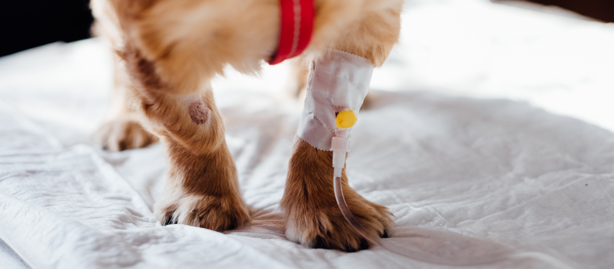 ¿Su mascota tiene cáncer? Siga estas recomendaciones alimenticias