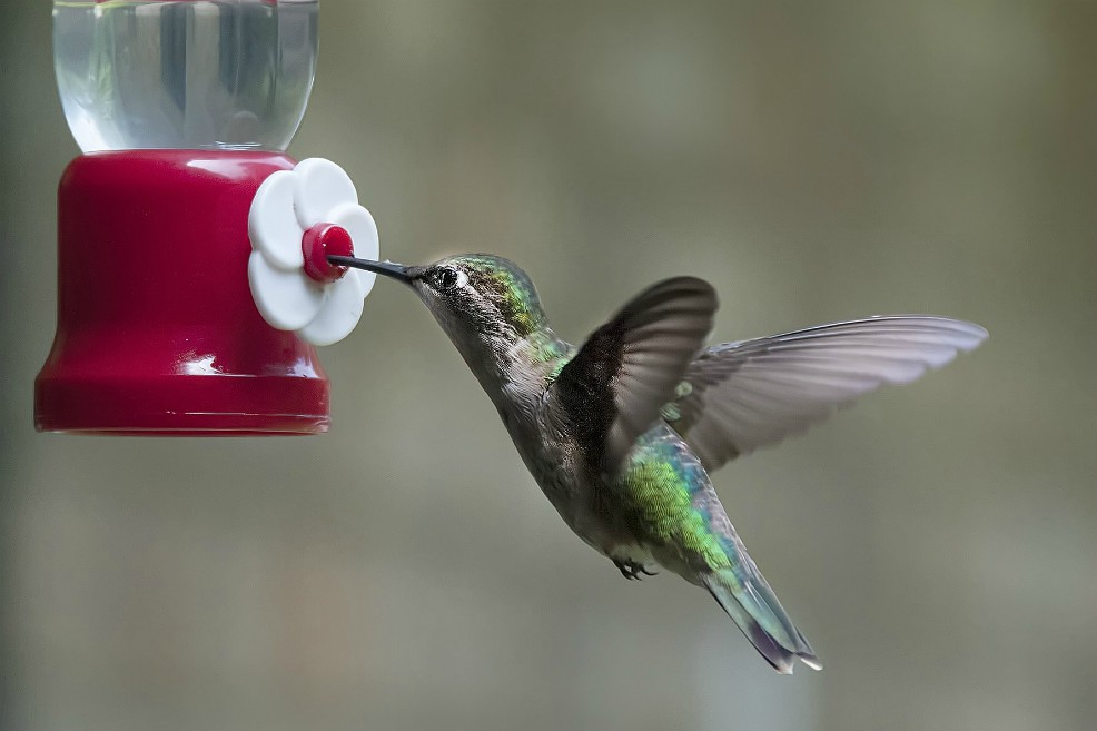 Ciudad de México quiere colibríes por todas partes