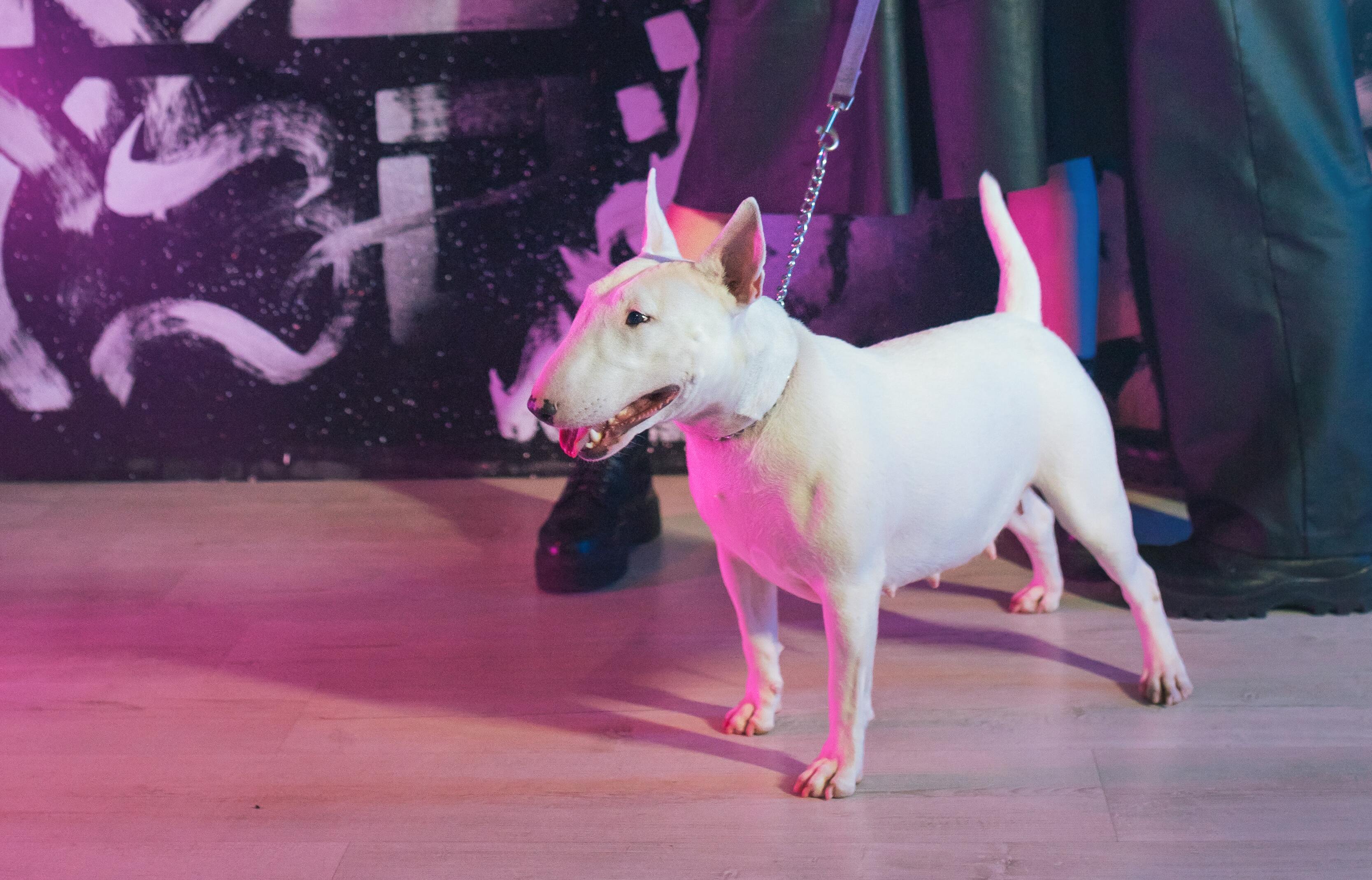 Bull Terrier