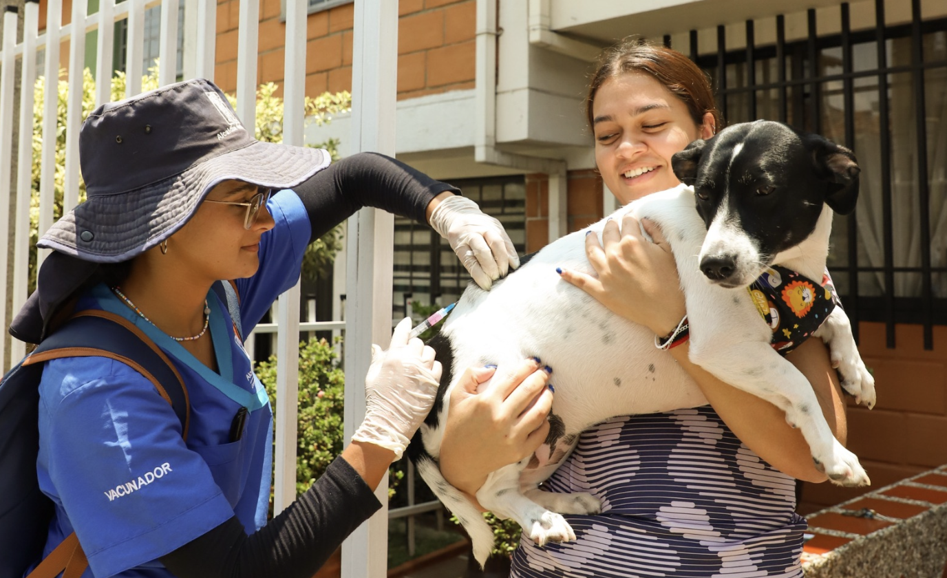 Mordeduras de animales aumentaron 10% en Medellín: así se controla el contagio de rabia