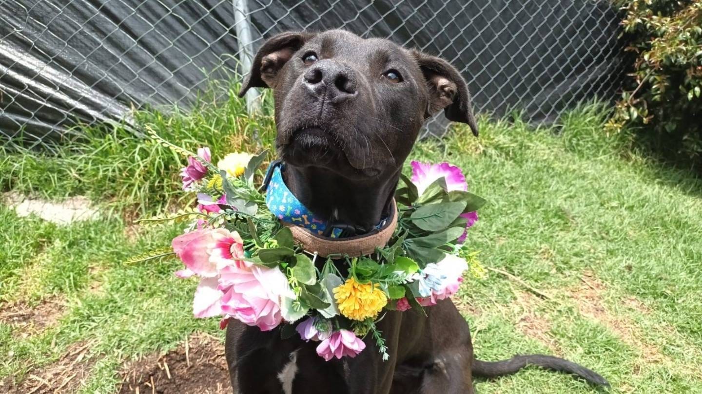 Ellos son Negrito y Muñeca, dos perros que buscan un hogar de manera urgente