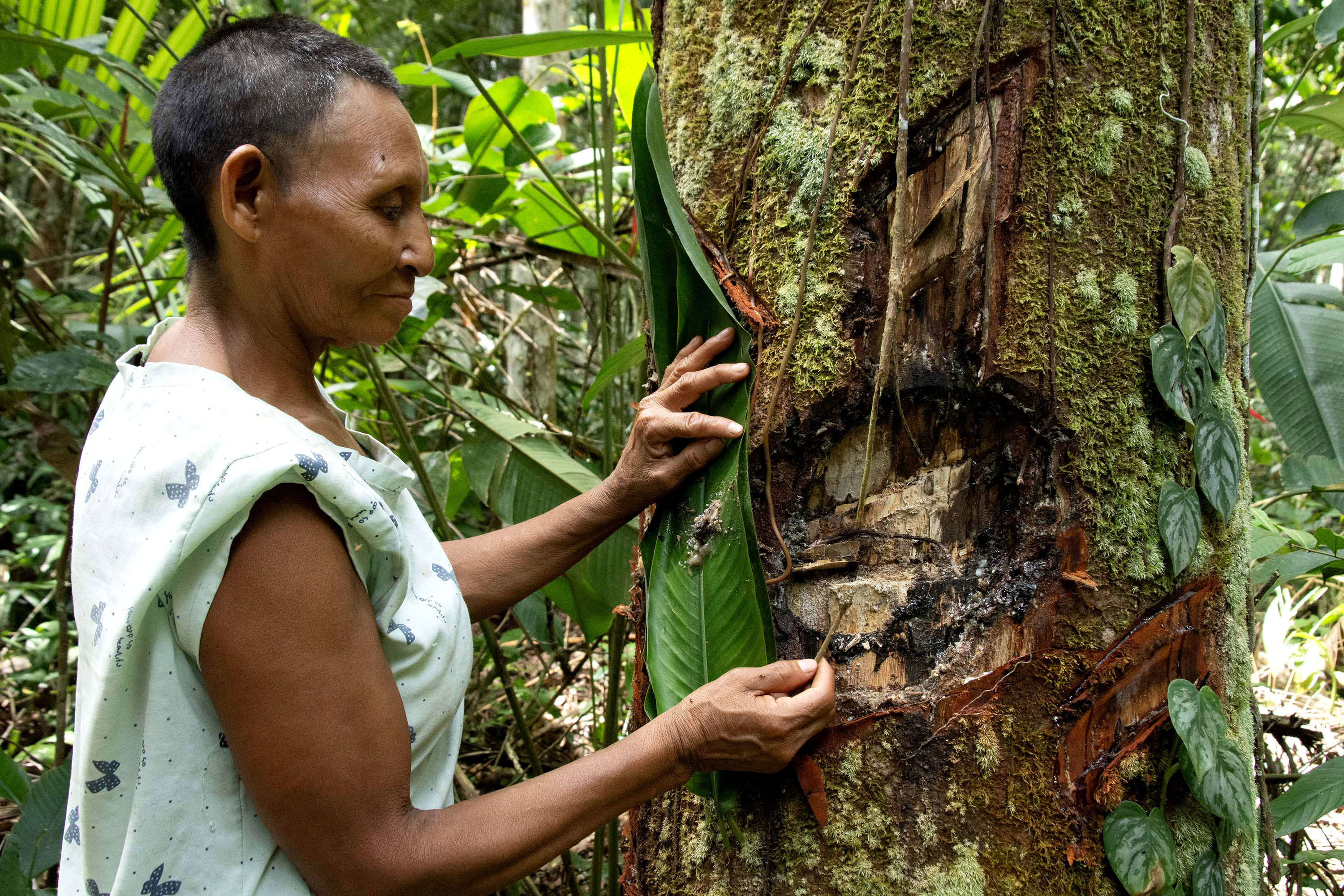 La lucha de una familia nukak por restaurar la Amazonia