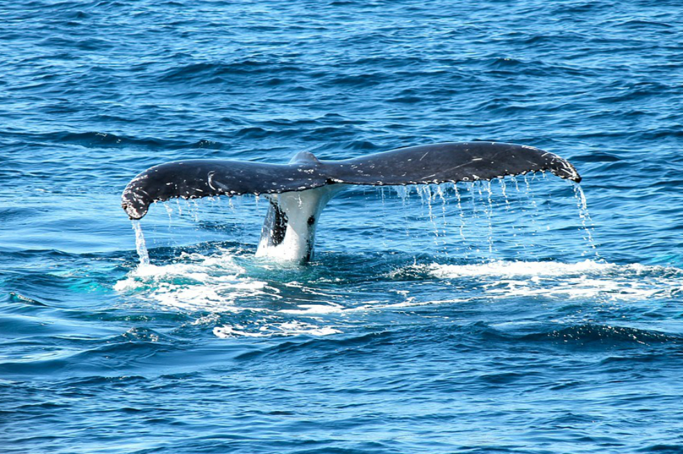 Se duplica el número de ballenas en el Pacífico mexicano