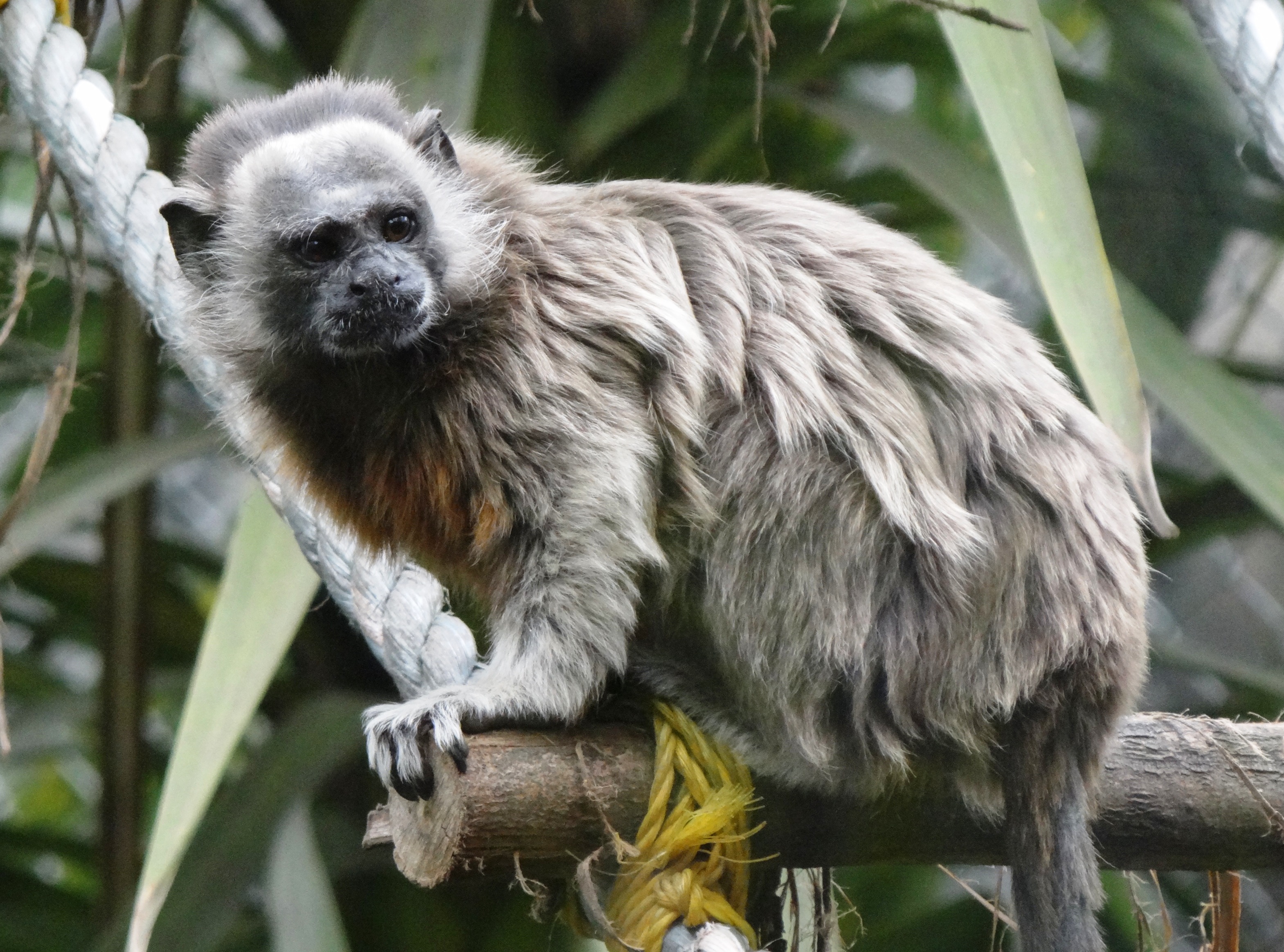 Atlas de Primates