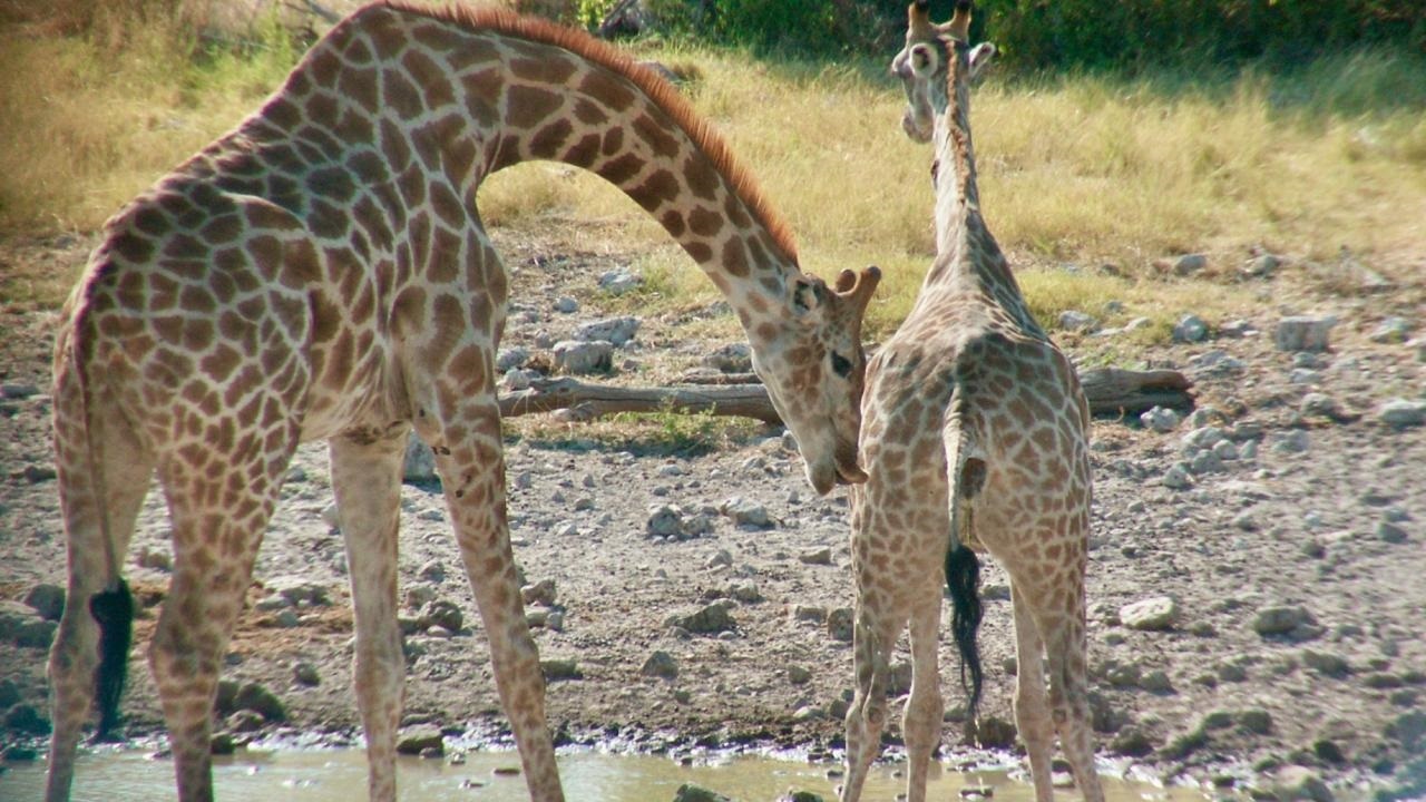 El aumento de las lluvias amenazaría la supervivencia de las jirafas, ¿por qué?
