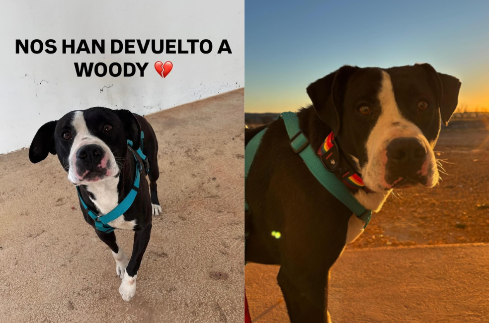 “Paso de dormir en su cama a estar totalmente solo”: devuelven a Woody al refugio