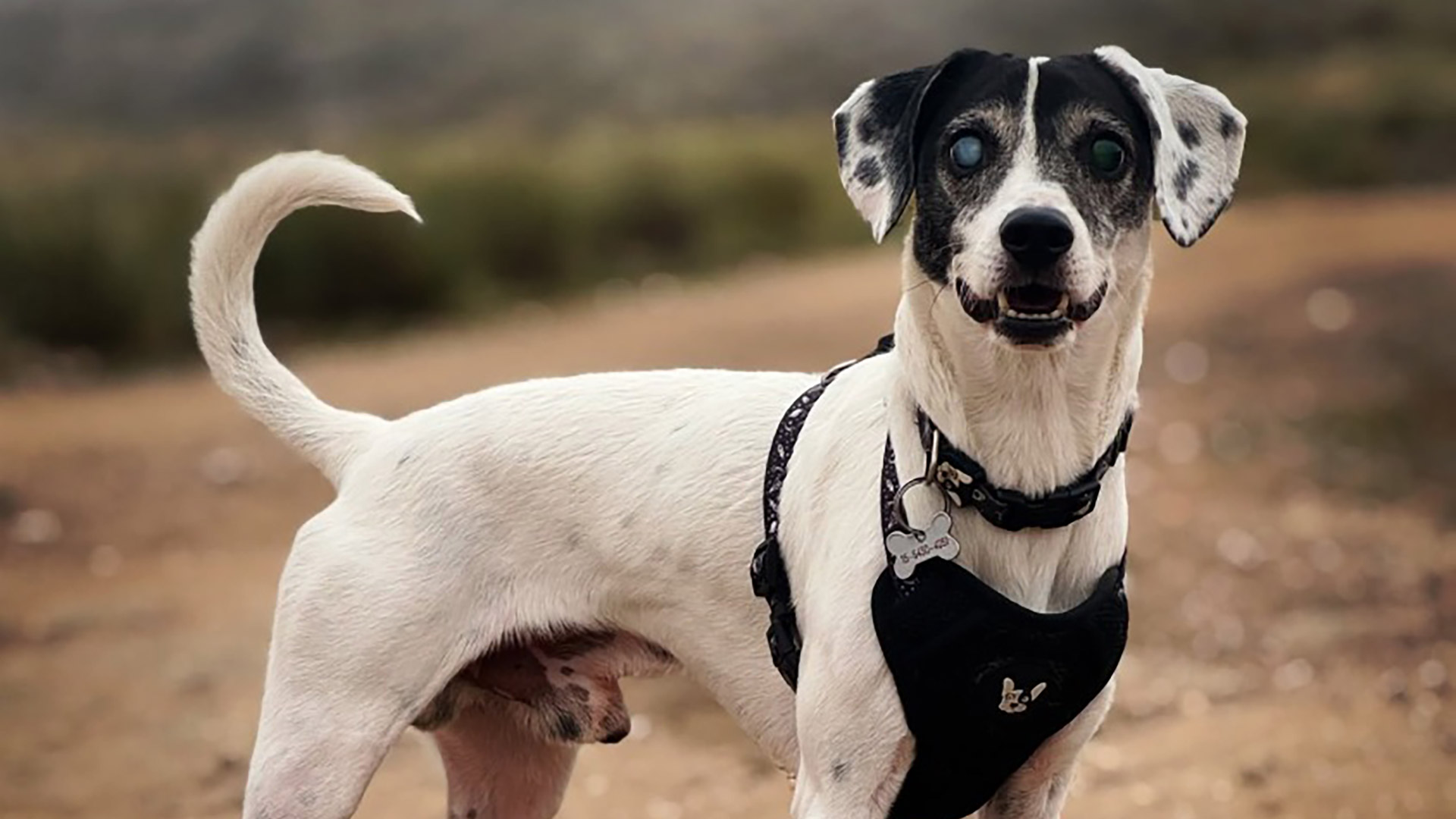 La historia de Borges, el perro ciego que impulsa una campaña para decir no a la pirotecnia