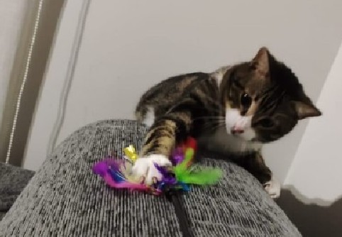Cheky fue adoptado con amor y devuelto sin explicación: esto causó indignación