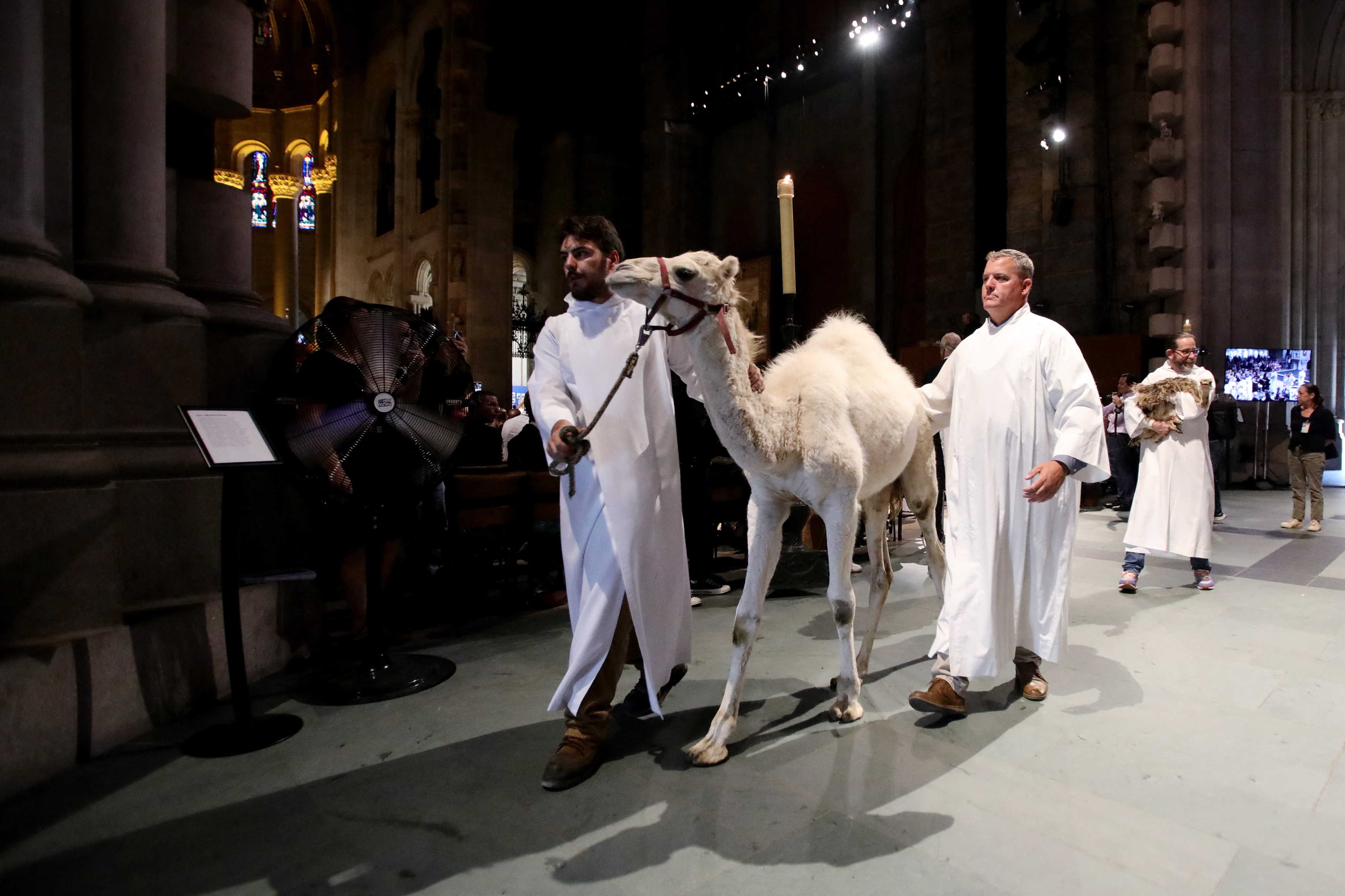 Un camello caminando junto a devotos de la iglesia en la procesión. Esto, antes de la bendición.