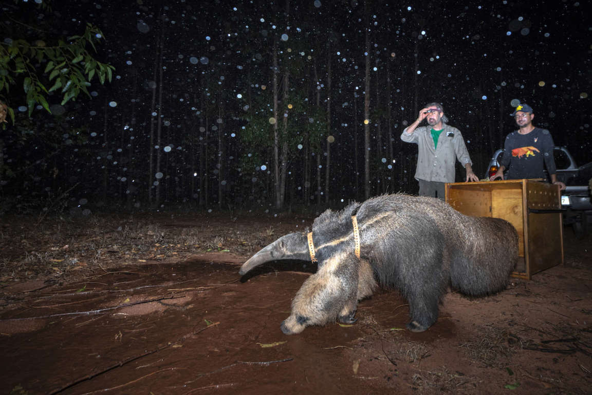 Liberación de un oso hormiguero gigante, Brasil, 2023