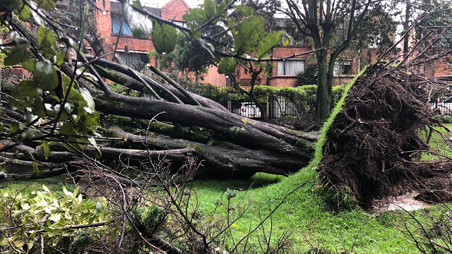 ¿Cómo identificar si un árbol está en riesgo de caer?