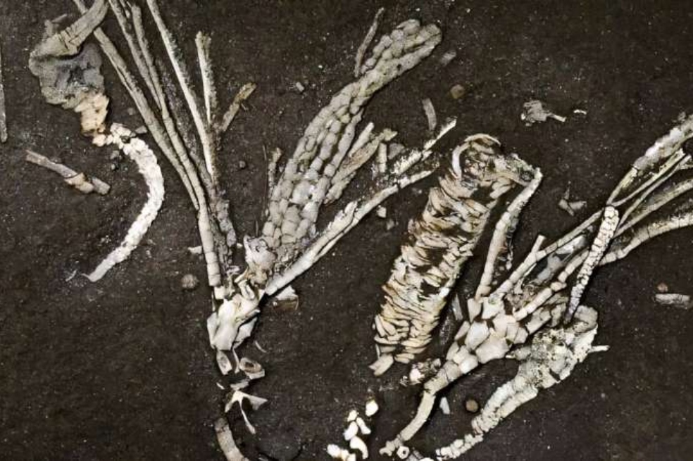 Este fósil conservó tejidos blandos durante más de 450 millones de años