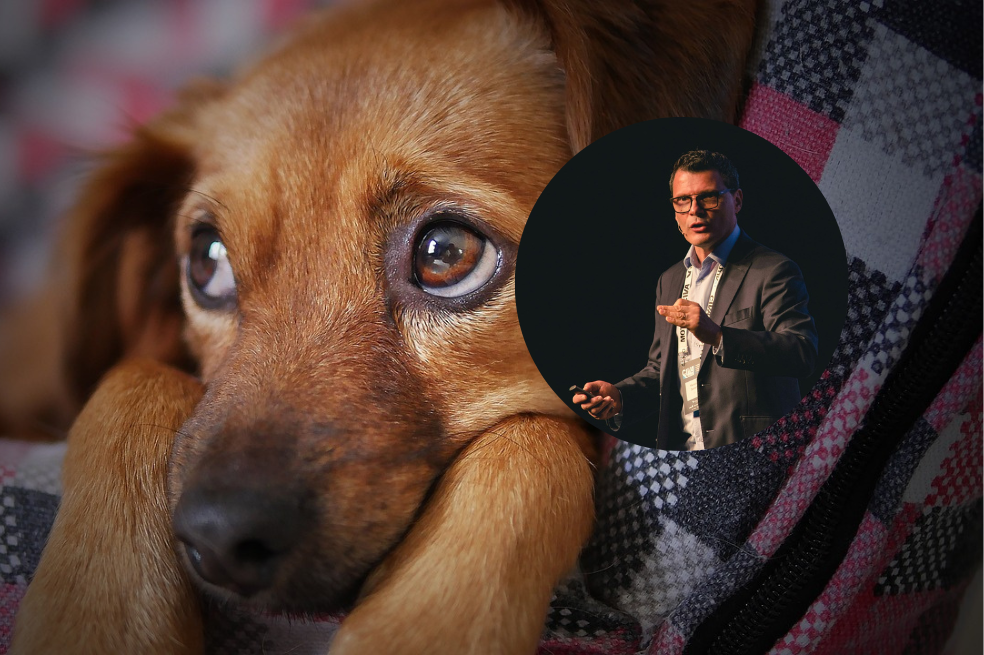 “La anatomía del dolor entre perros y gatos es idéntica a la del humano”: Marcelo Zysman