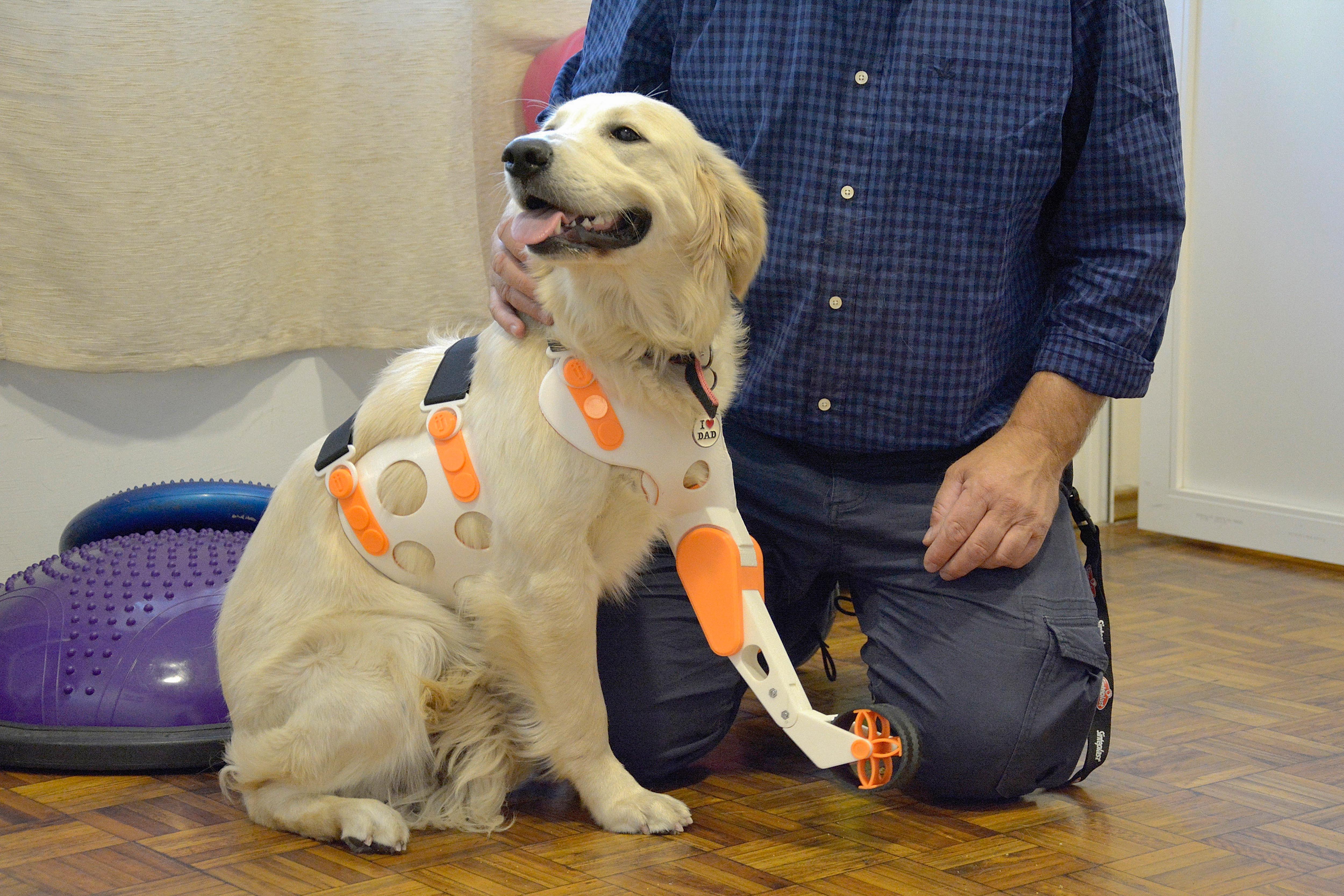 Arquitectura y veterinaria se unen para ayudar a las mascotas en Uruguay