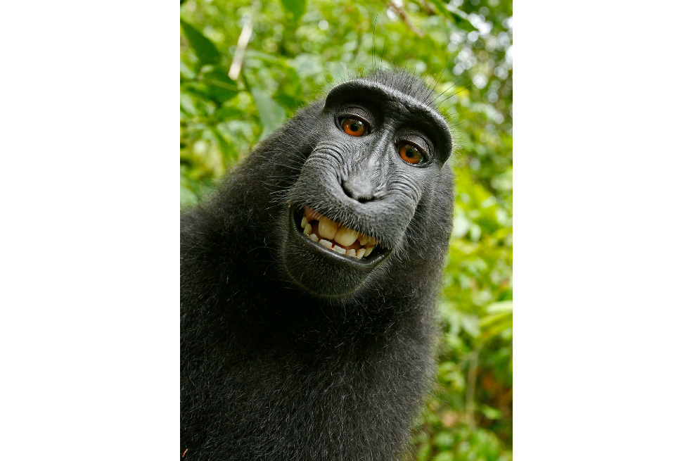 Macaco no puede reclamar los derechos de autor de su selfie