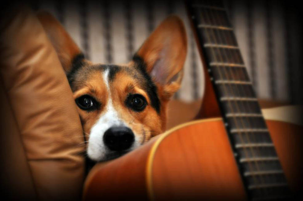 Perros también entienden palabras