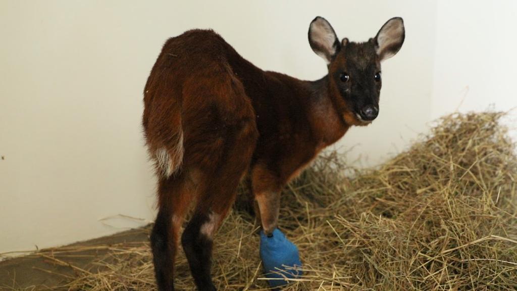 ¡Triste noticia! Murió venado que había sido encontrado al norte de Bogotá