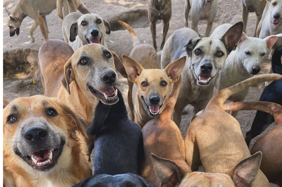 Envenenan perros y obligan a cerrar refugio de animales en Santa Marta